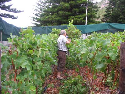 harvest 2008 d