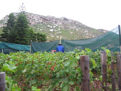 harvest 2008 f