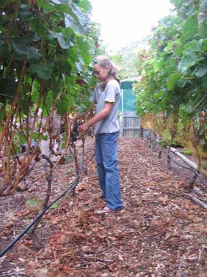harvest 2008 j