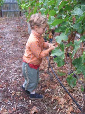 harvest 2008 m