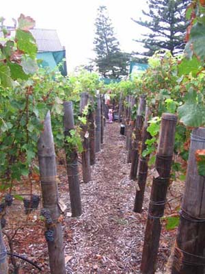 harvest 2008 n