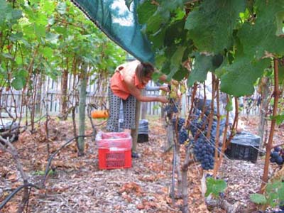harvest 2008 o