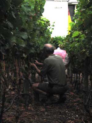 harvest 2008 v