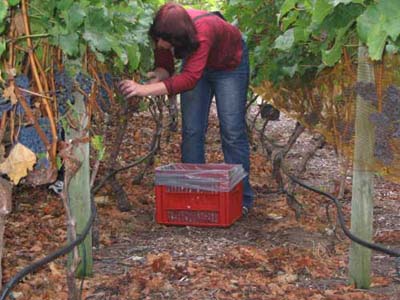 harvest 2008 w