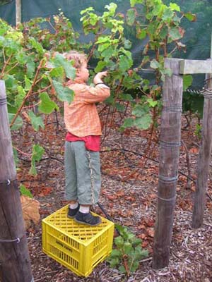 harvest 2008 y