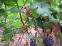 harvest 2008 a