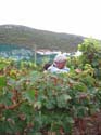 harvest 2008 aa