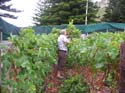 harvest 2008 d