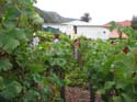 harvest 2008 e