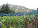 harvest 2008 f
