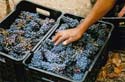 harvest 2008 h