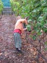 harvest 2008 l