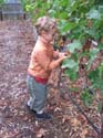 harvest 2008 m