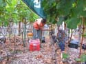 harvest 2008 o