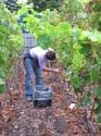 harvest 2008 p