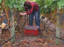 harvest 2008 w