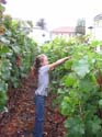 harvest 2008 x