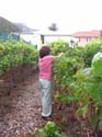 harvest 2008 z